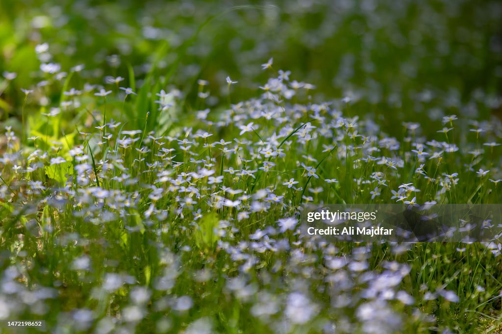 Bluets Wild Flowers