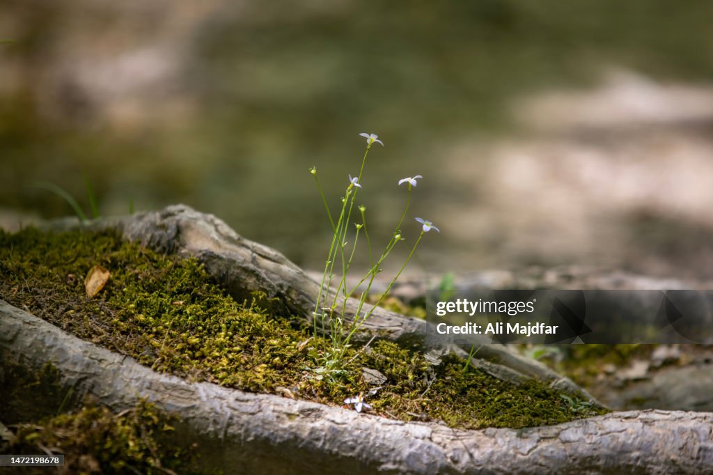 Lovely Bluets Wild Flowers