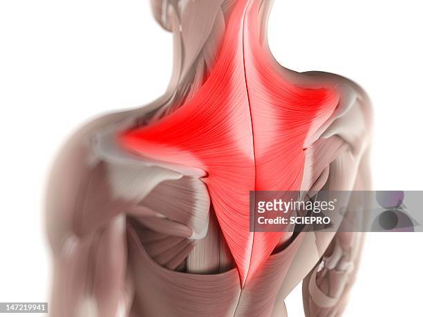 trapezius muscle, artwork - shoulder stock illustrations