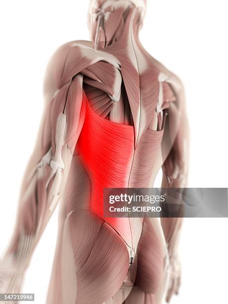 stockillustraties, clipart, cartoons en iconen met latissimus dorsi muscle, artwork - brede rugspier