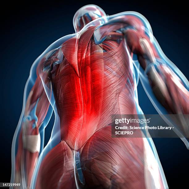 Subhuman Back Anatomy Of Lower Back Photos et images de collection - Getty Images