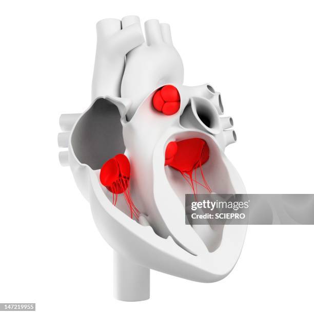 ilustrações, clipart, desenhos animados e ícones de heart valves, artwork - cardiac muscle tissue