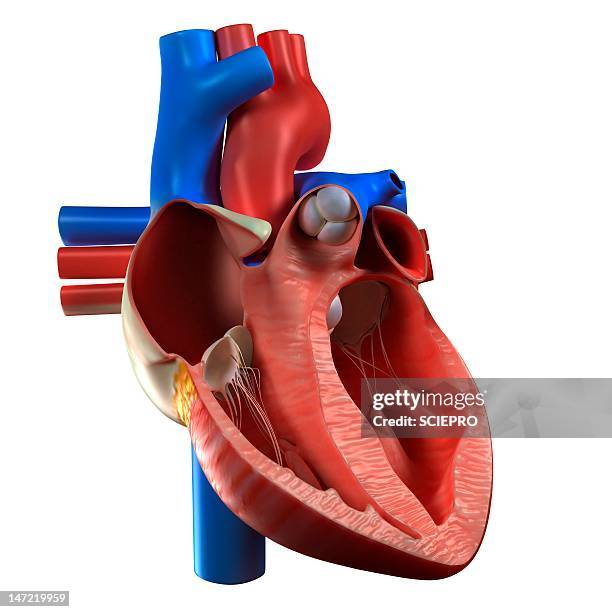 heart anatomy, artwork - physiologie stock-grafiken, -clipart, -cartoons und -symbole