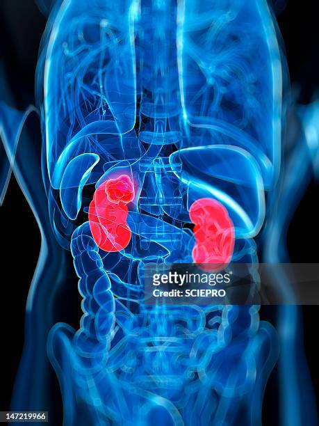 kidney cancer, artwork - human kidney stock-grafiken, -clipart, -cartoons und -symbole