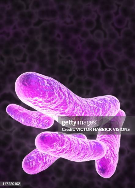 Rod Bacteria Vector Rodshaped Bacteria Artwork High-Res Vector Graphic - Getty Images