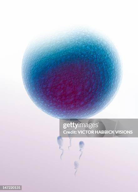 fertilisation, artwork - human birth stage stock illustrations