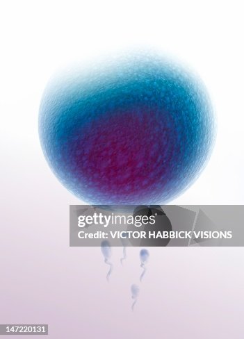 Fertilisation, artwork Fertilisation, artwork