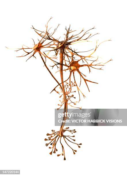 nerve cells, artwork - nervenzelle stock-grafiken, -clipart, -cartoons und -symbole