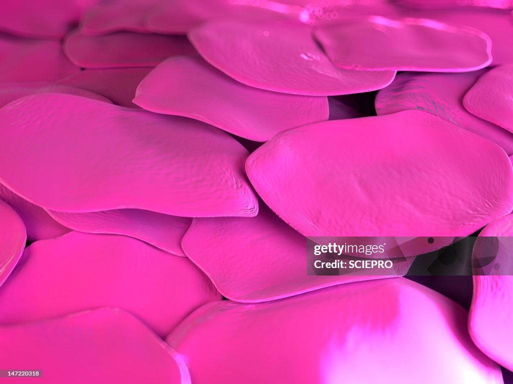 Human skin cells, artwork