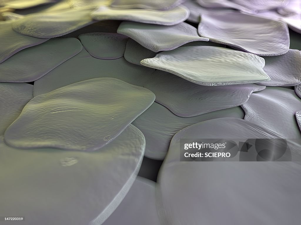 Human skin cells, artwork