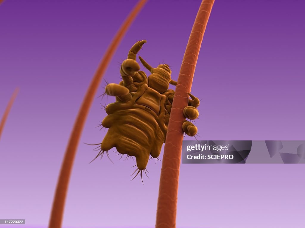 Pubic louse, artwork