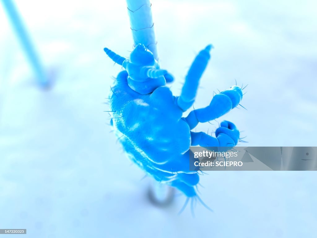 Pubic louse, artwork