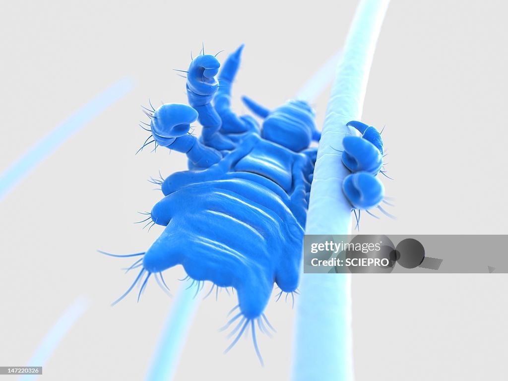 Pubic louse, artwork