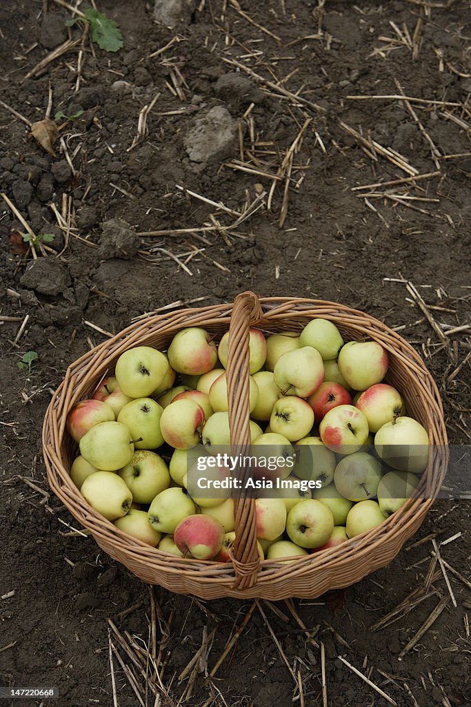 Basket of apples