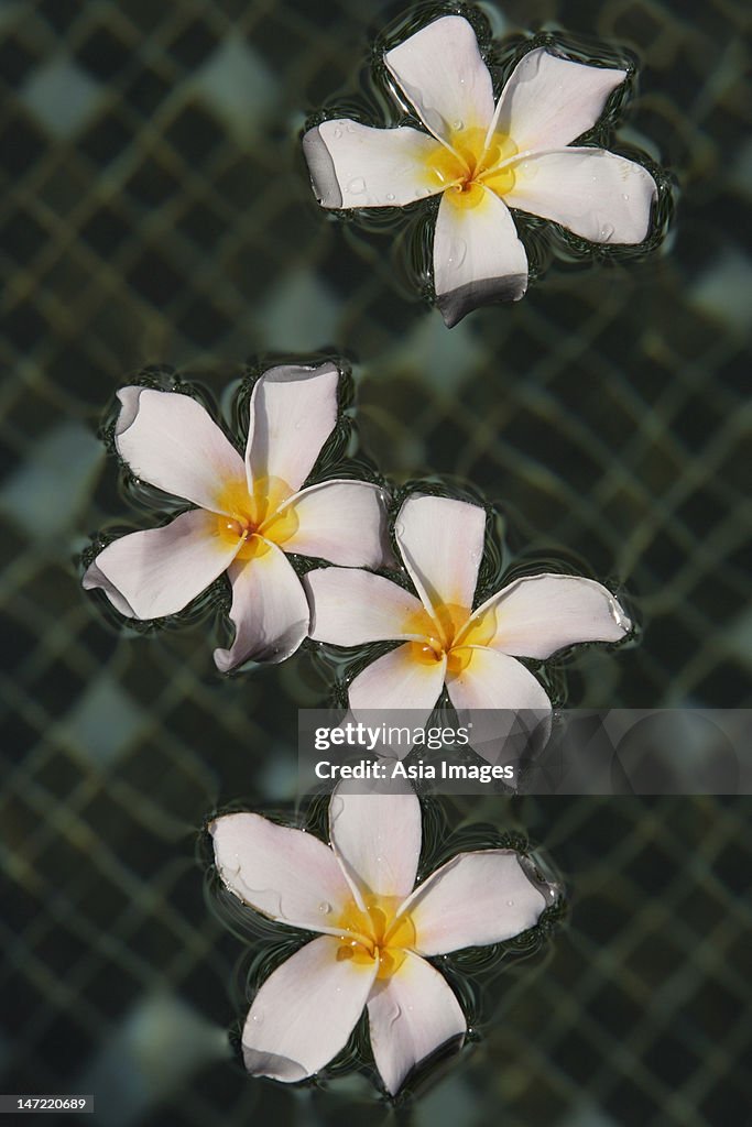 Floating fringipani blossoms