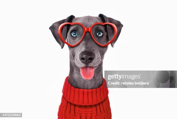 greyhound puppy on valentine's day - miope and humor fotografías e imágenes de stock