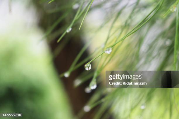 raindrops on fir leaves - legno di pino foto e immagini stock