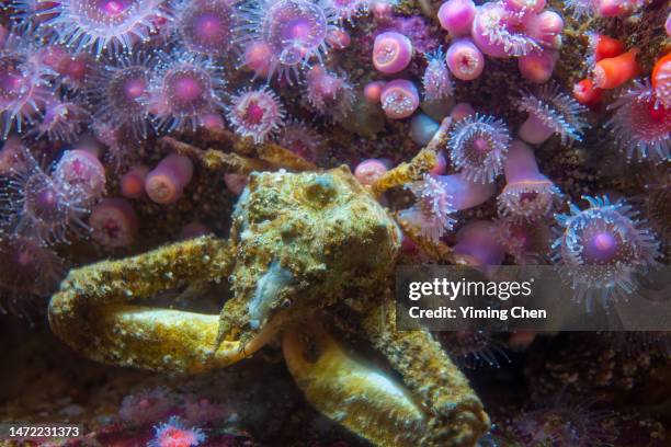 decorator crab (oregonia gracilis) - sea anemone stock pictures, royalty-free photos & images