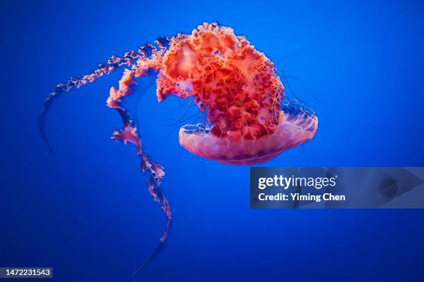 black sea nettle (chrysaora achlyos) - sea nettle jellyfish stockfoto's en -beelden