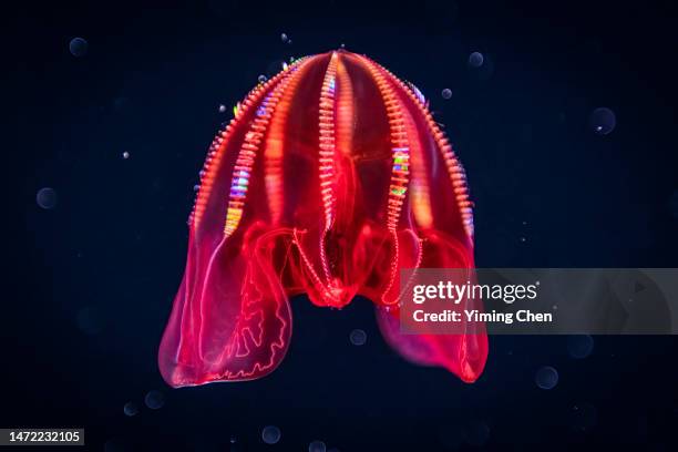 bloody-belly comb jelly (lampocteis cruentiventer) - quallen stock-fotos und bilder