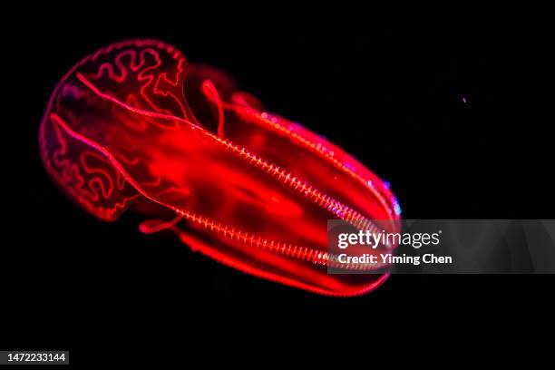 bloody-belly comb jelly (lampocteis cruentiventer) - comb jelly stock pictures, royalty-free photos & images