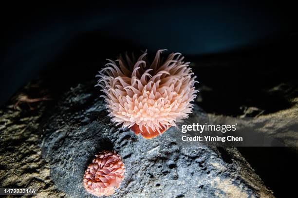pom-pom anemone (liponema brevicornis) - sea anemone stock pictures, royalty-free photos & images