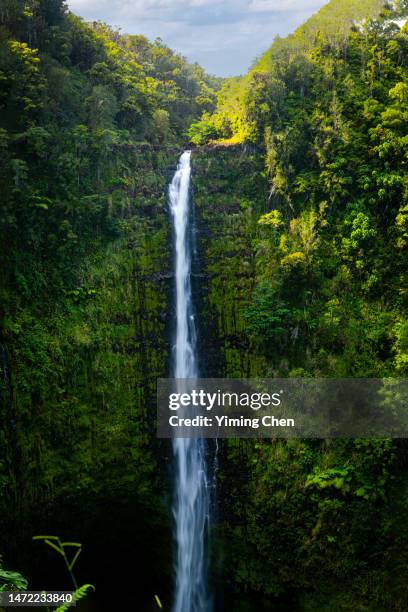 akaka falls - water fall hawaii - fotografias e filmes do acervo