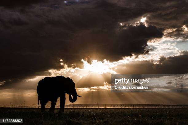 silhouette of african elephant at sunset. - african elephants sunset stock pictures, royalty-free photos & images