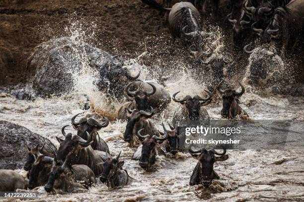 herd of wildebeest migrating across mara river. - wildebeest stampede stock pictures, royalty-free photos & images