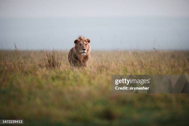 männlicher löwe in freier wildbahn. - lion africa stock-fotos und bilder