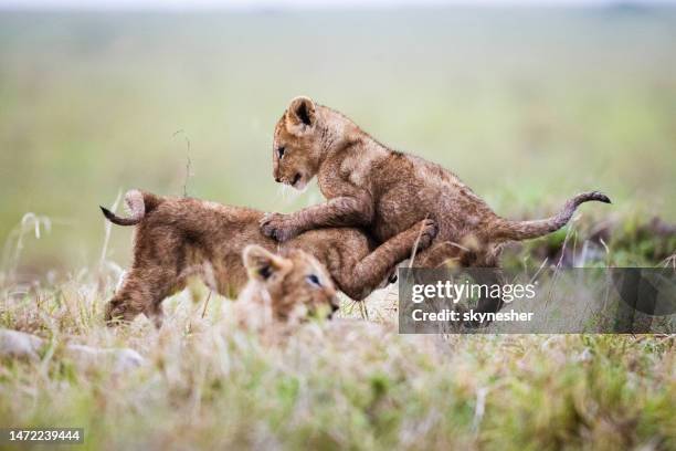 group of lion cubs playing in grass. - lion cub stock pictures, royalty-free photos & images