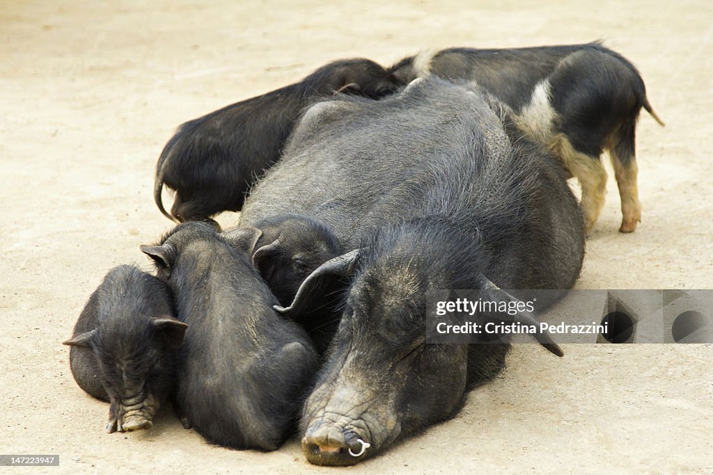 Family of Vietnamese Pot bellied pigs cuddling
