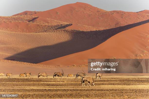 oryx - gemsbok - etosha nationaal park stockfoto's en -beelden