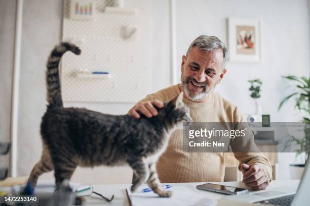 a pet cat in the office of an active older man - cat human face stock pictures, royalty-free photos & images
