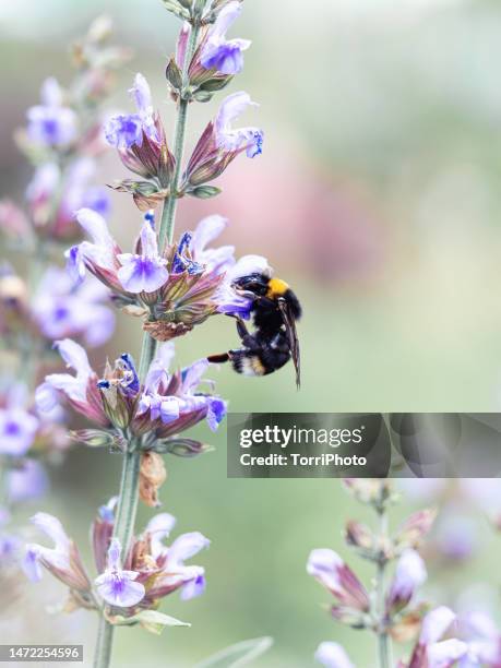 close-up bumblebee on purple flowers in summer garden - pollinator stock pictures, royalty-free photos & images