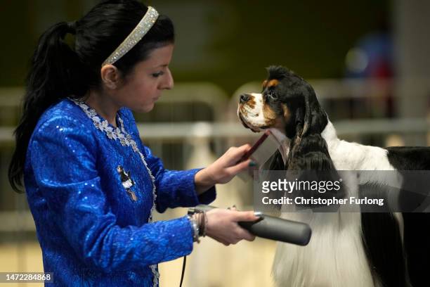 Daniel, an American Cocker Spaniel, has the hair on his coat straightened before going in the parade ring on the first day of Crufts 2023 at the NEC...