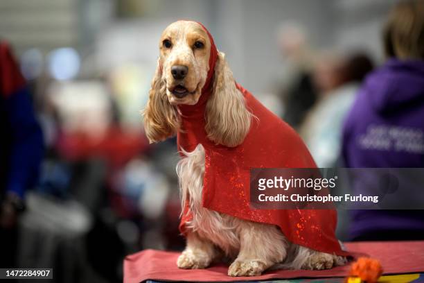 Echo, an English Cocker Spaniel, waits to go in the parade ring on the first day of Crufts 2023 at the NEC Arena on Gun Dog day on March 9, 2023 in...