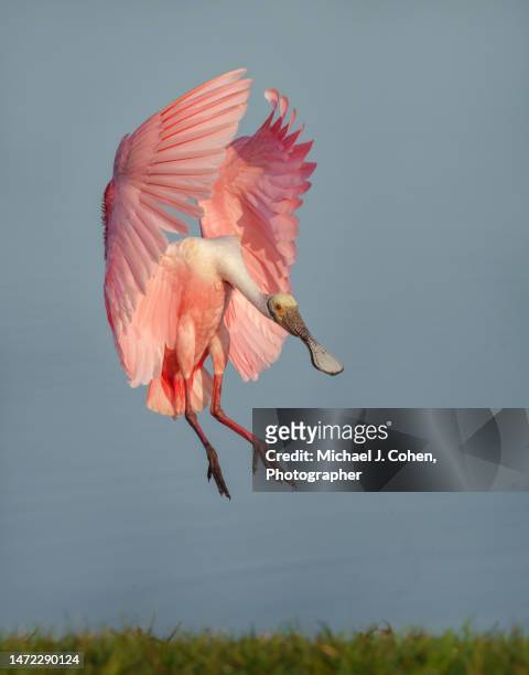 angel wing roseate - threskiornithidae stock pictures, royalty-free photos & images