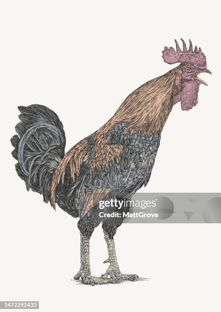 rooster crowing - cockerel stock illustrations