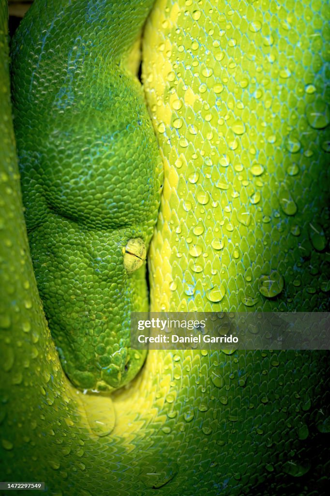 Tree Water Python Macrophotography Of The Green Tree Python Wildlife Snake With Water ...