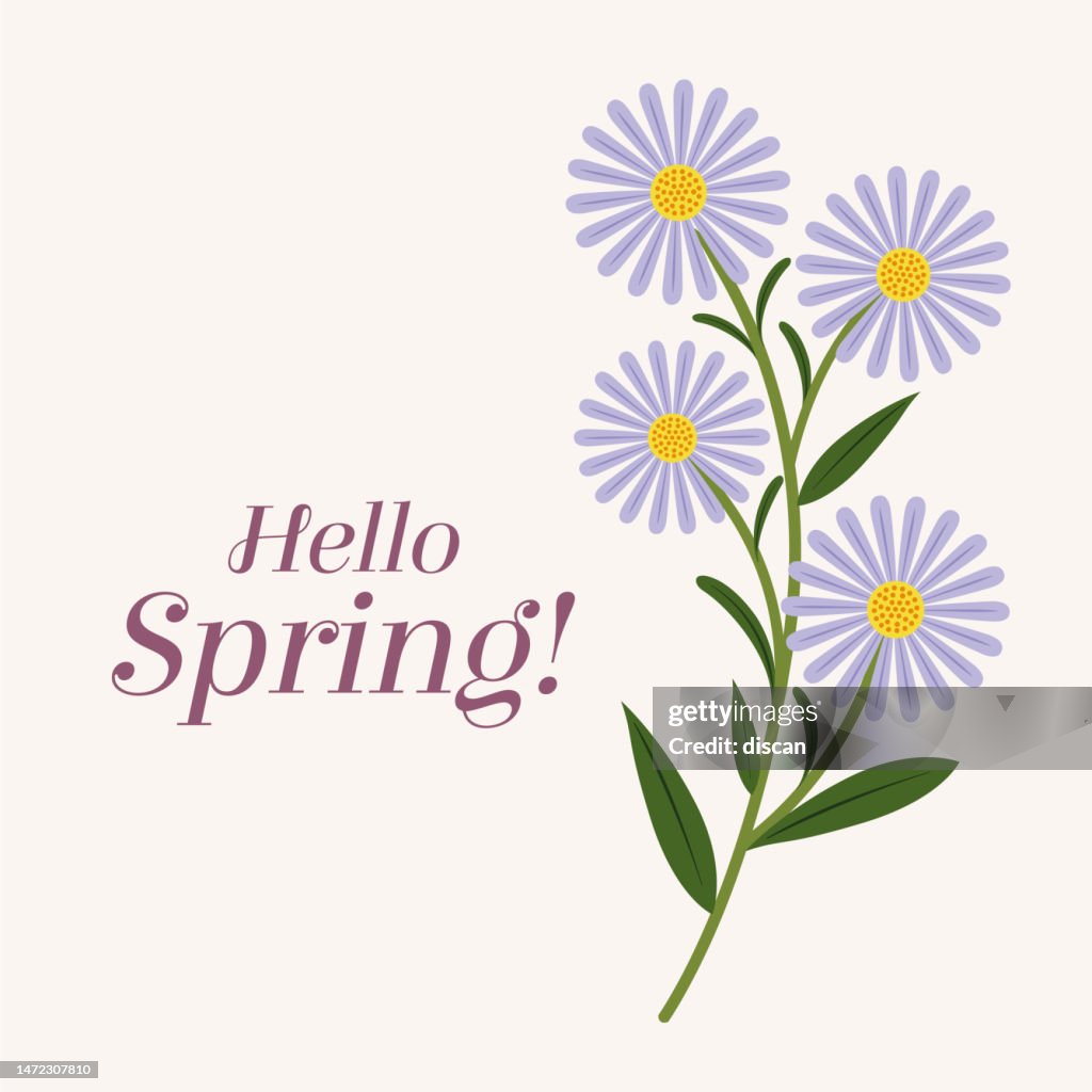 Background for spring season with Hello Spring text. Banner greetings design with daisy.