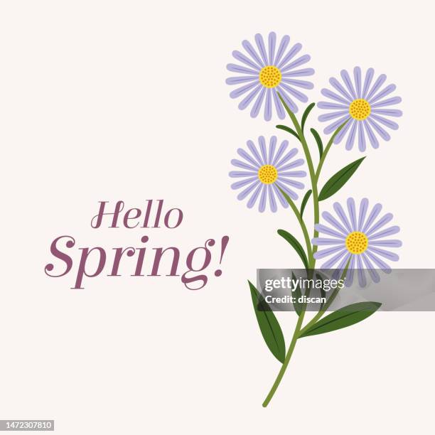 background for spring season with hello spring text. banner greetings design with daisy. - hello summer stock illustrations