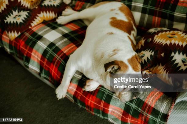 cute english bulldog sleeping on the couch at home. - bulldog inglés fotografías e imágenes de stock