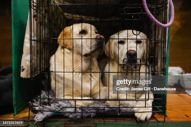 Two Labrador Retrievers look on from their cages during Day One of Crufts 2023 at NEC Arena on March 09, 2023 in Birmingham, England. Billed as the...