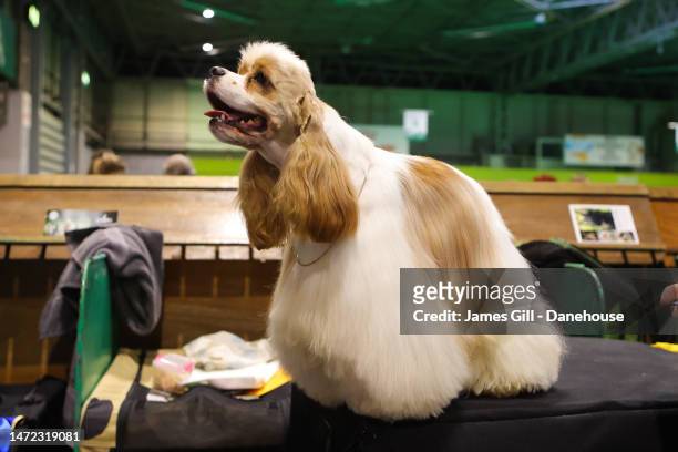 An American Cocker Spaniel is seen during Day One of Crufts 2023 at NEC Arena on March 09, 2023 in Birmingham, England. Billed as the greatest dog...