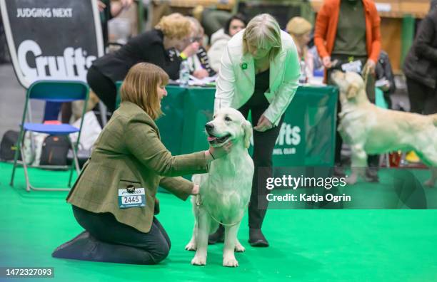 Golden Retriever judging in progress on day 1 of CRUFTS Dog Show at NEC Arena on March 9, 2023 in Birmingham, England. Billed as the greatest dog...