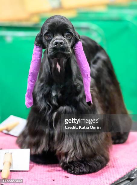 An American Cocker Spaniel is prepared for day 1 of CRUFTS Dog Show at NEC Arena on March 9, 2023 in Birmingham, England. Billed as the greatest dog...