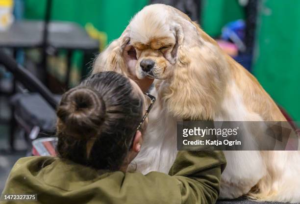 Woman fusses her American Cocker Spaniel on day 1 of CRUFTS Dog Show at NEC Arena on March 9, 2023 in Birmingham, England. Billed as the greatest dog...