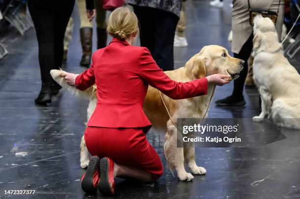 Woman gets her Golden Retriever ready for the judging on day 1 of CRUFTS Dog Show at NEC Arena on March 9, 2023 in Birmingham, England. Billed as the...