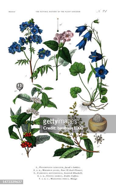 antique botanical engraving, history of the plant kingdom, victorian botanical illustration, plate 21, circa 1853 - mango tree stock illustrations